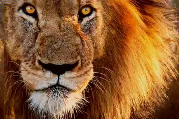 Group Warn Nigerians To Be Careful, As Five Lions Escape